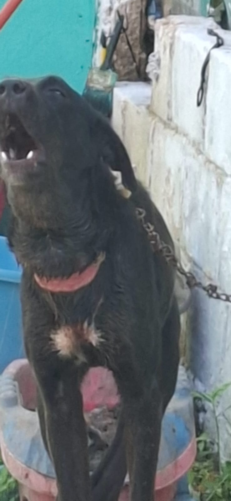 COMUNIDAD PROTECTORA DE ANIMALES PIDE AYUDA PARA EL RESCATE DE UN CANINO